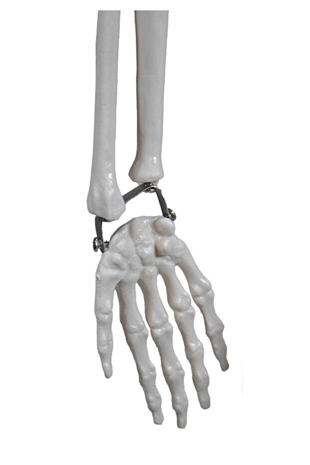 İskelet Modeli 85 Cm - 4