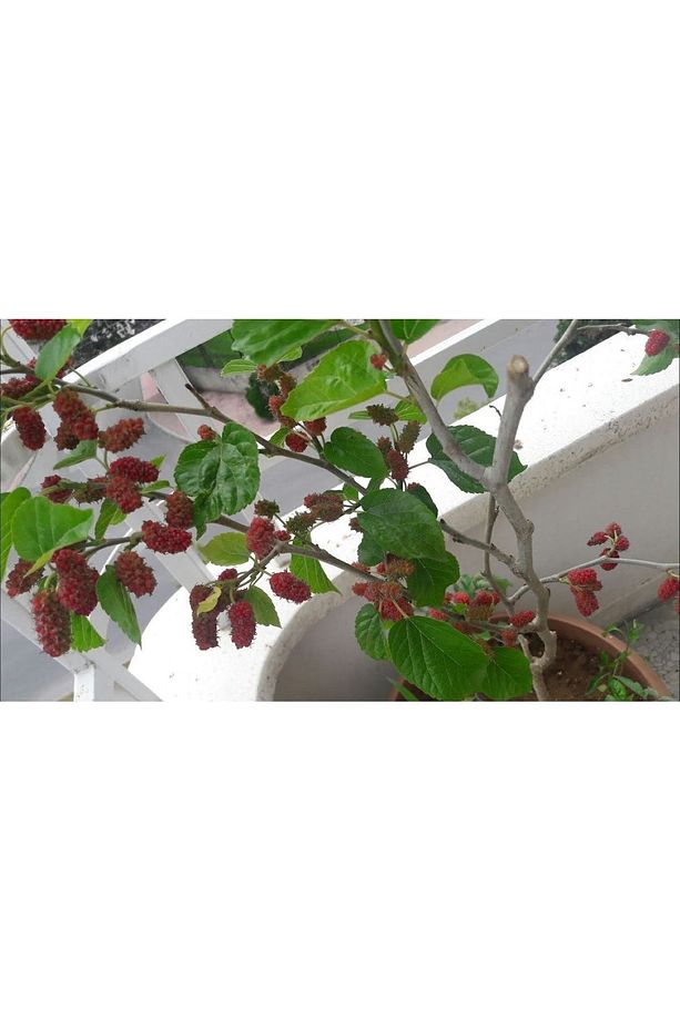 Balkon Teras Bahçeciliği Için Tüplü Bodur Yediveren Kara Dut Fidanı +2 Yaş - 7
