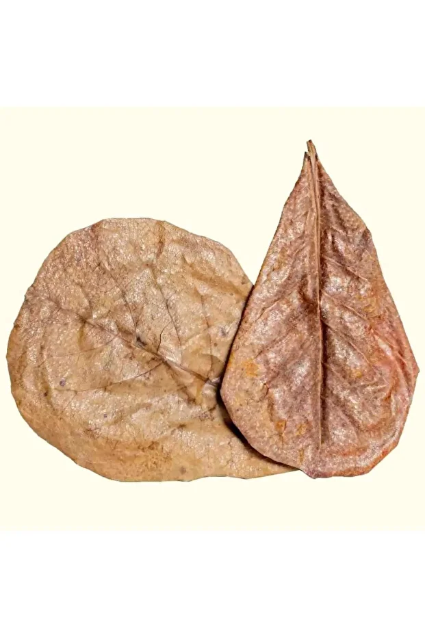 Catappa Yaprağı 5 adet. - 1