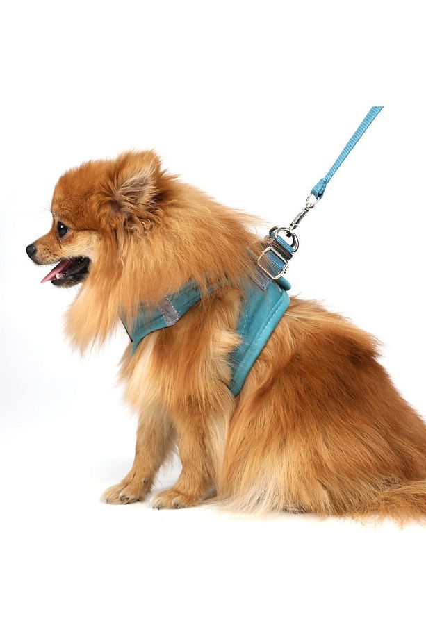 Köpek Göğüs Tasması Seti Kayış Yanında Gönderilir Köpek Gezdirme Tasması Köpek Tasması - 2