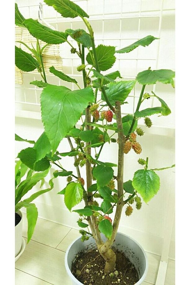 Balkon Teras Bahçeciliği Için Tüplü Bodur Yediveren Kara Dut Fidanı +2 Yaş - 6