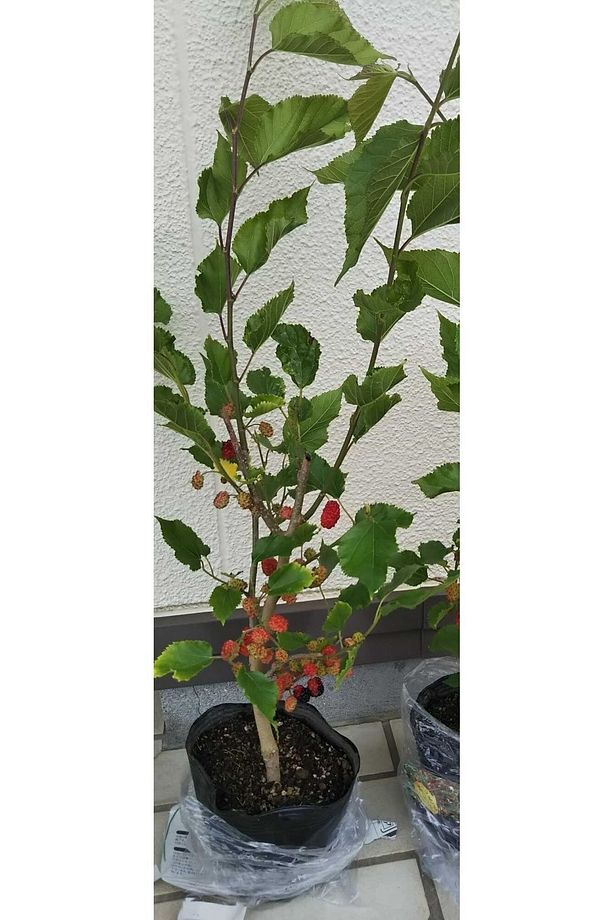 Balkon Teras Bahçeciliği Için Tüplü Bodur Yediveren Kara Dut Fidanı +2 Yaş - 5