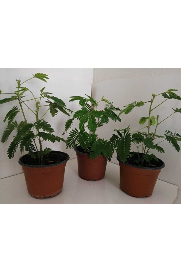 Küstüm Çiçeği