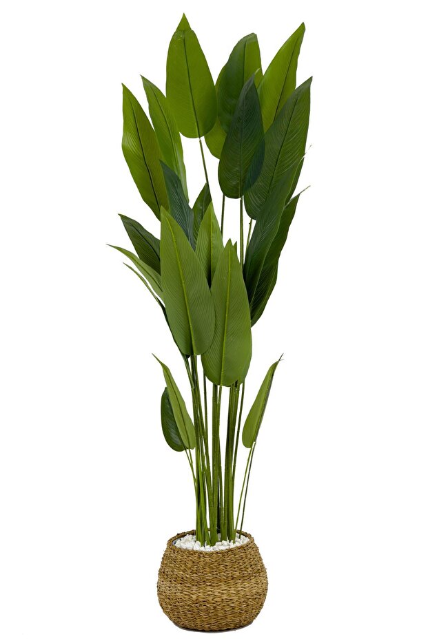 Starliçe Ağacı 200cm geoit hasır saksıda - 1