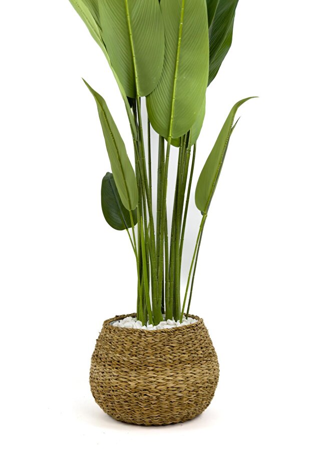 Starliçe Ağacı 200cm geoit hasır saksıda - 2