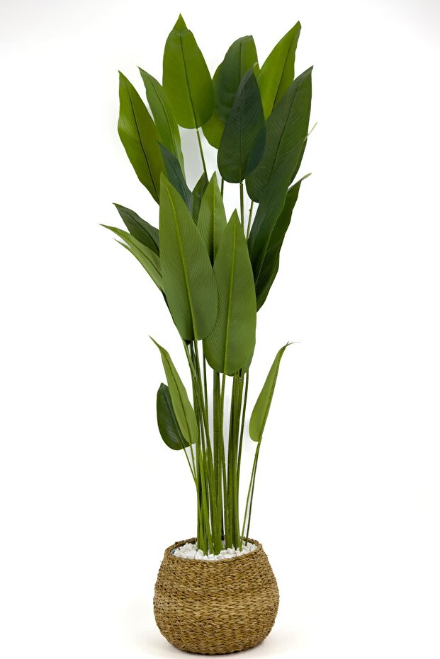 Starliçe Ağacı 200cm geoit hasır saksıda - 8