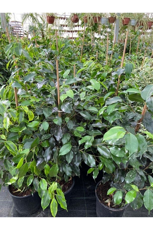 Ficus Benjamin Salon Bitkisi 60-100cm - 3