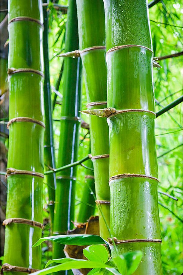 %100 SAF BAMBU HİPOALERJENİK TEK KİŞİLİK UYKU SETİ PEMBE - 8