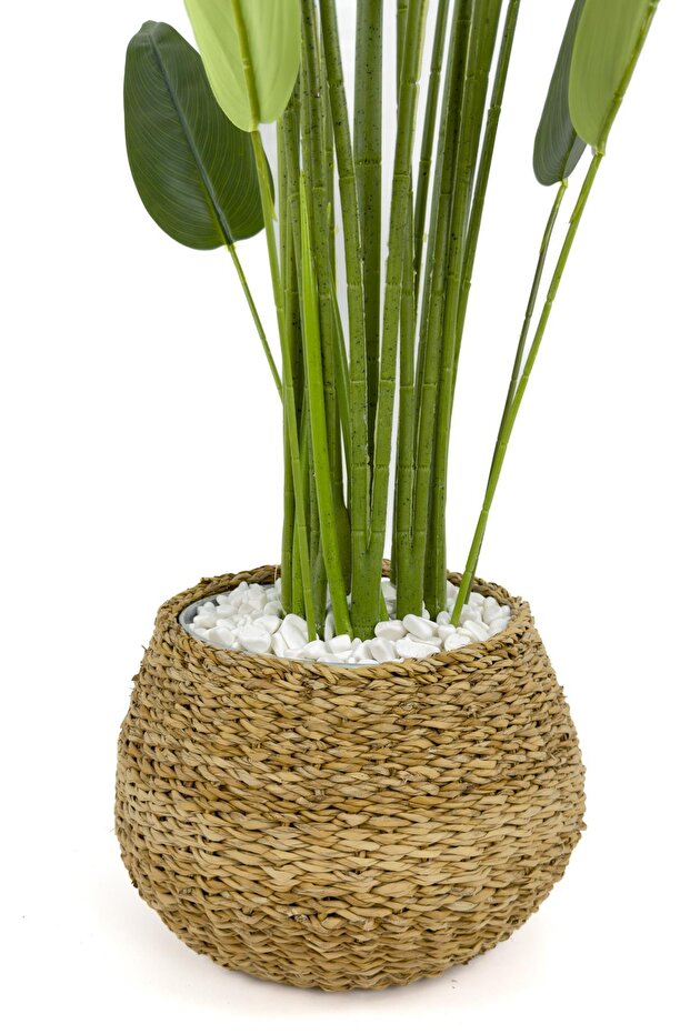 Starliçe Ağacı 200cm geoit hasır saksıda - 6