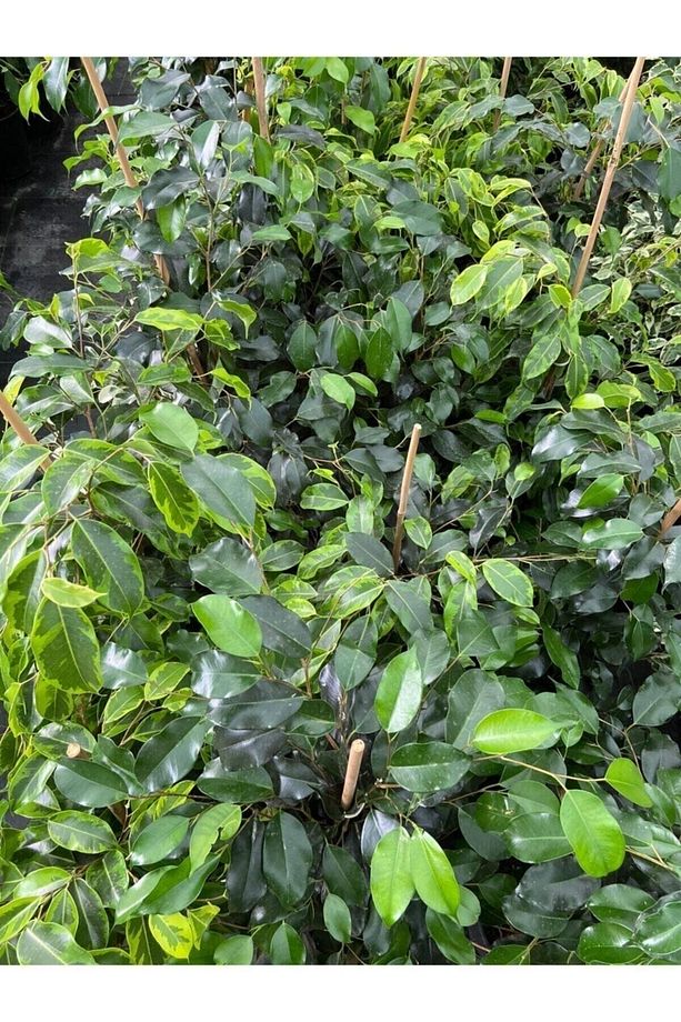 Ficus Benjamin Salon Bitkisi 60-100cm - 2