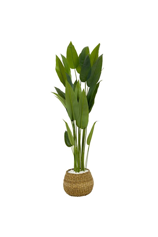 Starliçe Ağacı 200cm geoit hasır saksıda - 3