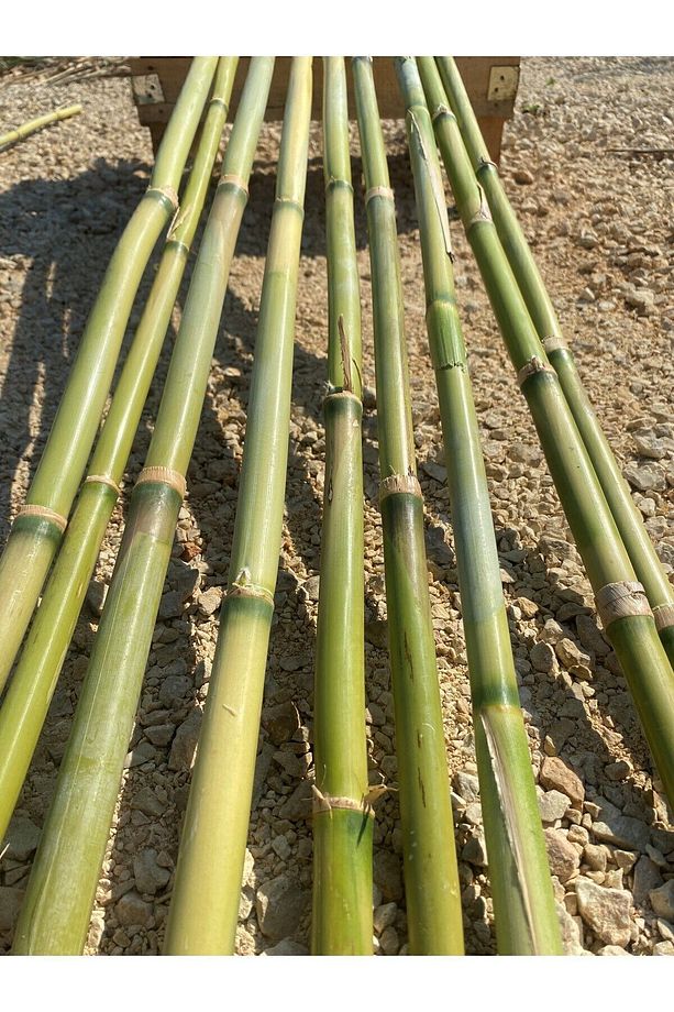 Bitki ,fidan Destek Çubuğu 15 Adet 170-200cm Arası Kargı (KAMIŞ) Sağlam Ve Düz - 1