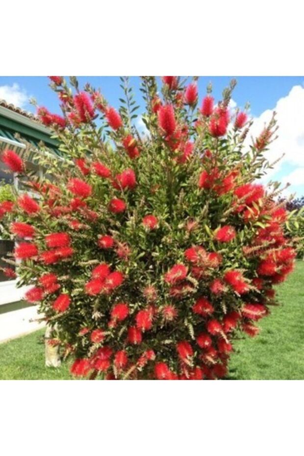 Fırça Çalısı Saksılı - 2