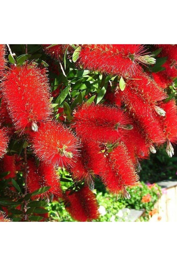 Fırça Çalısı Saksılı - 3