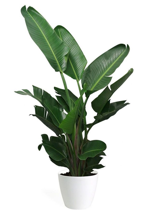 Strelitzia Nicolai - Starliçe Cennet Kuşu Bitkisi 80-100 Cm Salon Bitkisi 3 Gövdeli-Köklü - 1