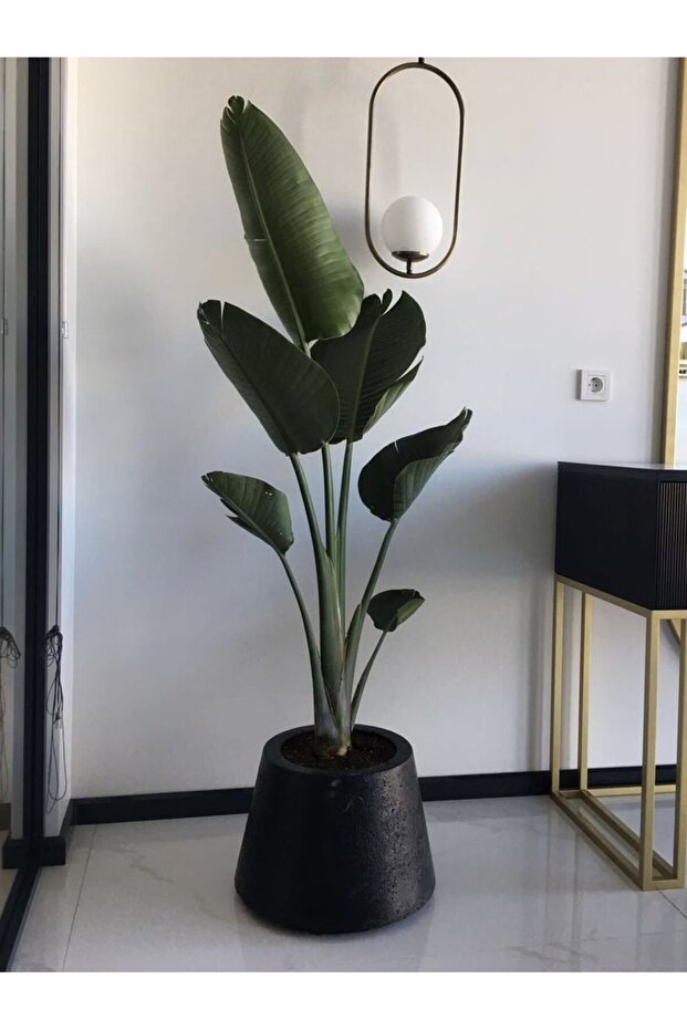 Starliçe Cennet Kuşu Çiçeği - Büyük Boy 120 - 150+ cm Tek Gövdeli Strelitzia Nicolai Bitkisi - 1