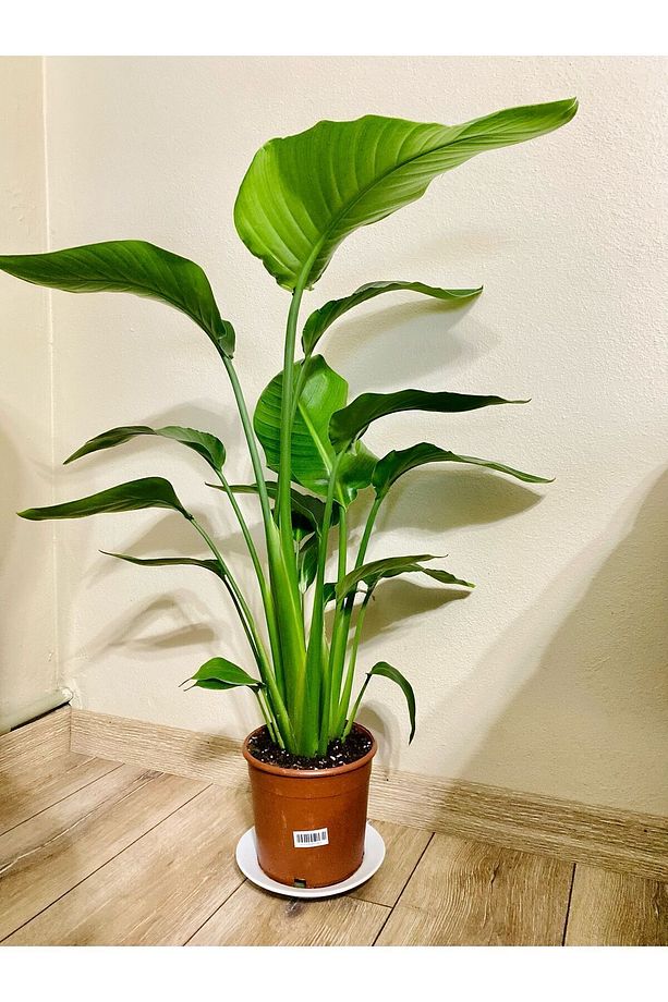 Strelitzia Nicolai - Starliçe Cennet Kuşu Bitkisi 80-100 Cm Salon Bitkisi 3 Gövdeli-Köklü - 2