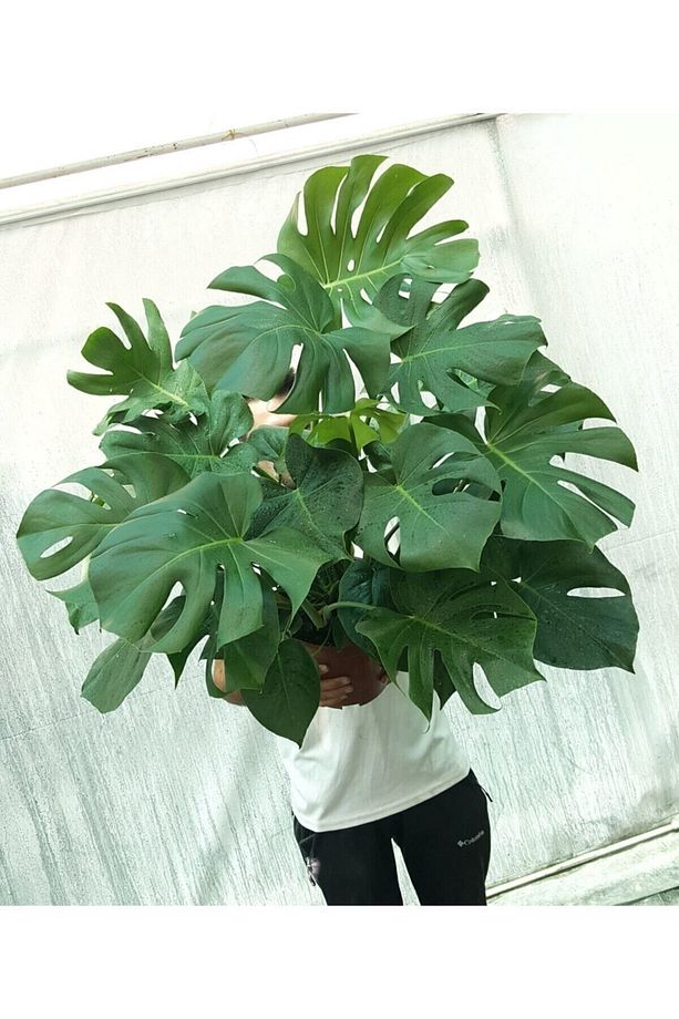 Monstera/deve Tabanı Dolgun Form - 2