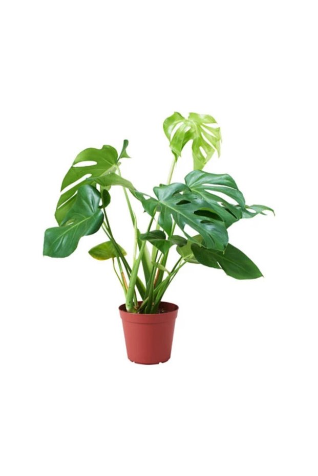 Deve Tabanı Monstera