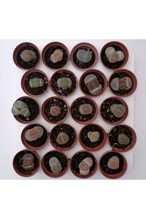 Lithops 4 Farklı Yaşayan Taş Seti. Taş Kaktüs Sukulent Mesemb - 3