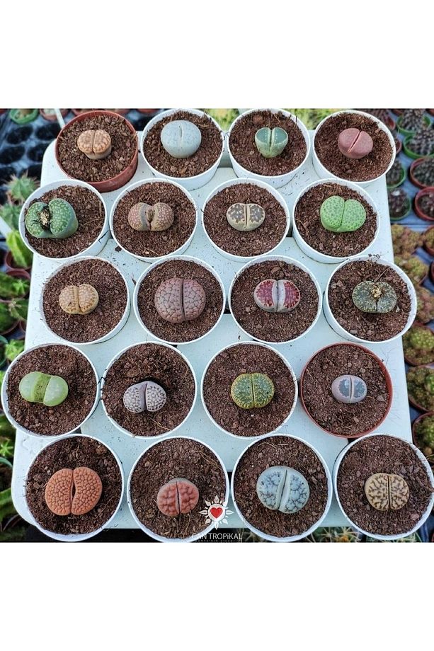 Lithops 4 Farklı Yaşayan Taş Seti. Taş Kaktüs Sukulent Mesemb - 1