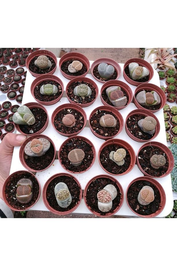 Lithops 4 Farklı Yaşayan Taş Seti. Taş Kaktüs Sukulent Mesemb - 2