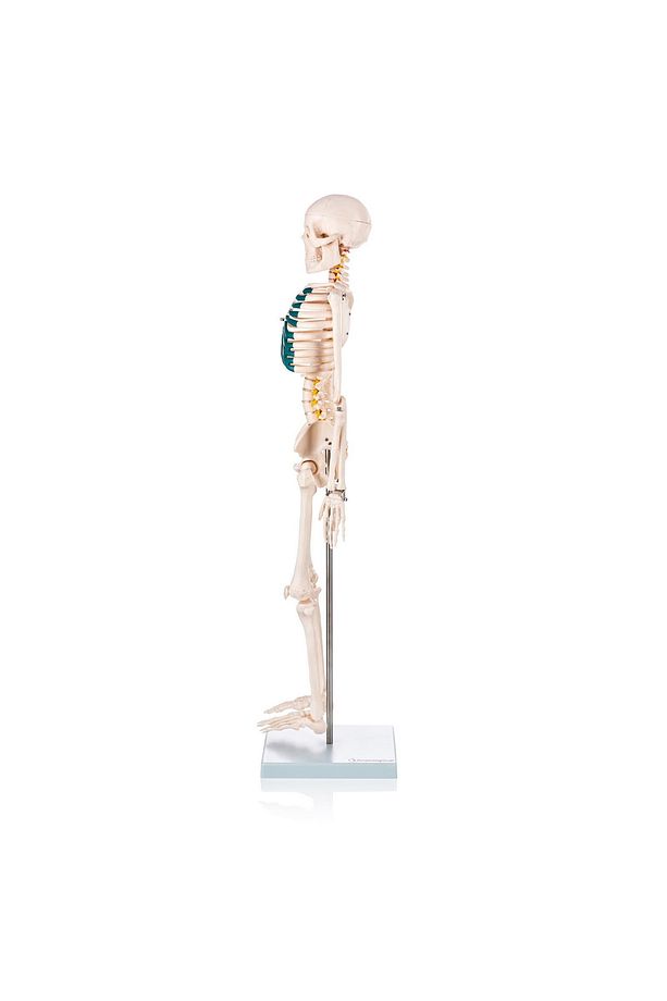 İnsan Iskeleti Modeli Spinal Sinirli 85 Cm - Iskelet Maketi - 5