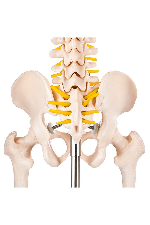 İnsan Iskeleti Modeli Spinal Sinirli 85 Cm - Iskelet Maketi - 6