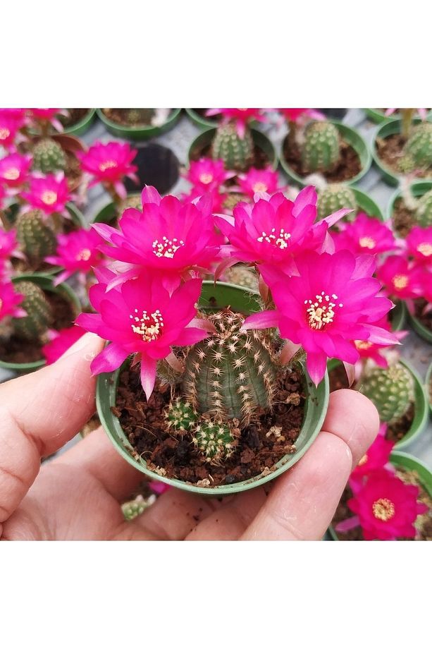 Chamaecereus Cv Violet, Koyu Pembe Çiçek Açan Kaktüs Sukulent - 1