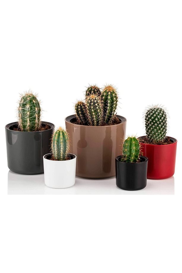 Mimoza 7cm Yeşil 0,2 Litre Mini Boy Kaktüs Sukulent Saksısı Süzgeçli Minik Parlak Saksı 7 Cm - 6