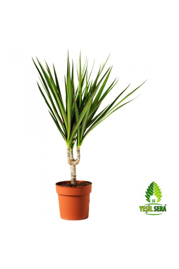 Dracena Marginata Tekli - 1