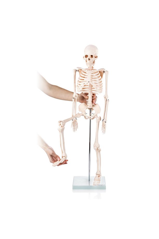 Insan Iskeleti Modeli 85 Cm - Iskelet Maketi - 5