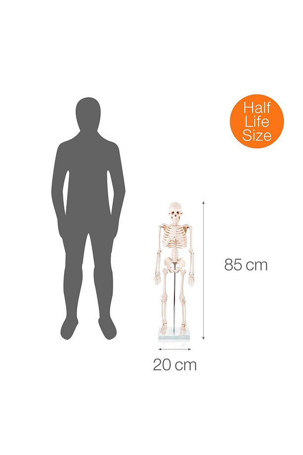 Insan Iskeleti Modeli 85 Cm - Iskelet Maketi - 7