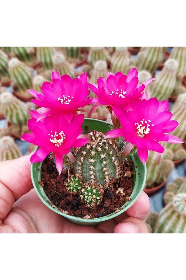 Chamaecereus Cv Violet, Koyu Pembe Çiçek Açan Kaktüs Sukulent - 2