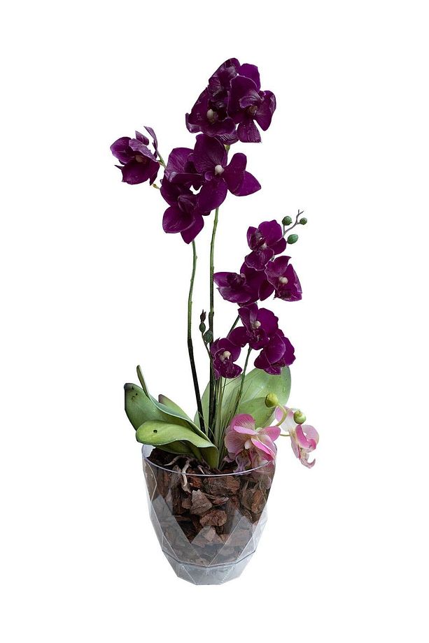 2.4 Litre Ø17,7x15,6cm Orkide Saksısı Tabaklı Şeffaf Dekoratif Plastik Saksı Yakamoz Orkide No3 - 3