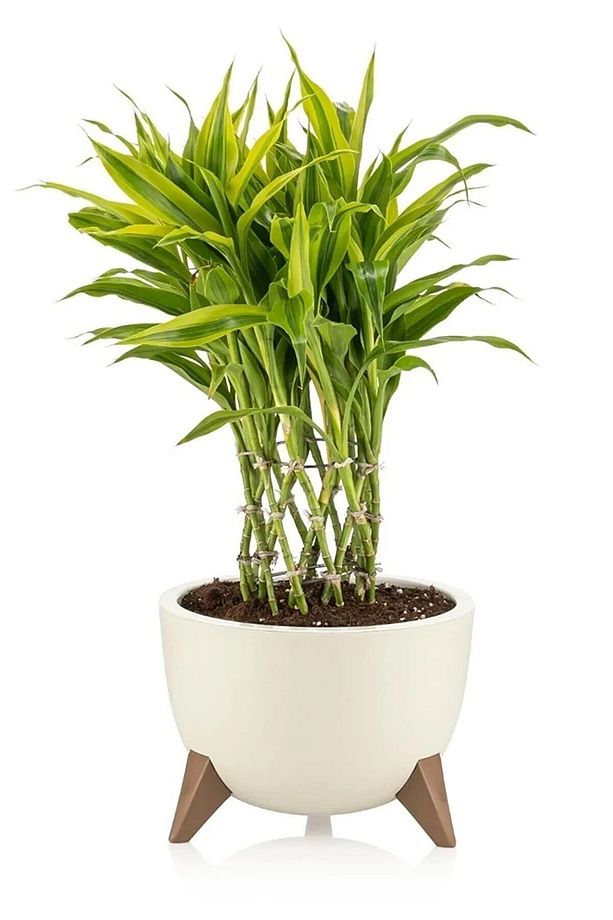 3lü Küre Bej Saksı Seti Ayaklı Drenaj Süzgeçli Plastik Bonsai Kaktüs Bitki Çiçek Saksısı Ufo Set - 5
