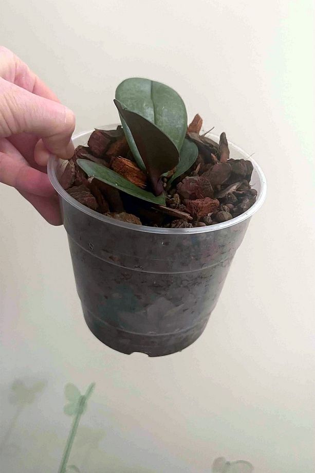 10 Adet Orkide Yetiştirme Saksısı 12 Pot 0.7 Litre Şeffaf Plastik Saksı - 6