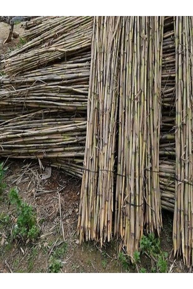 Kargı Kamış Bitki Destek Çubuğu 180-200 Cm 15 Adet Hobi Bahçesi - 6