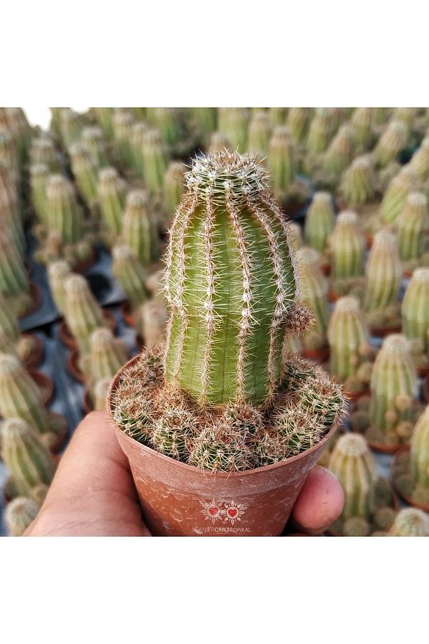 Echinocereus Reichenbachii Bol Yavrulu Kaktüs Mor Çşcek - 3