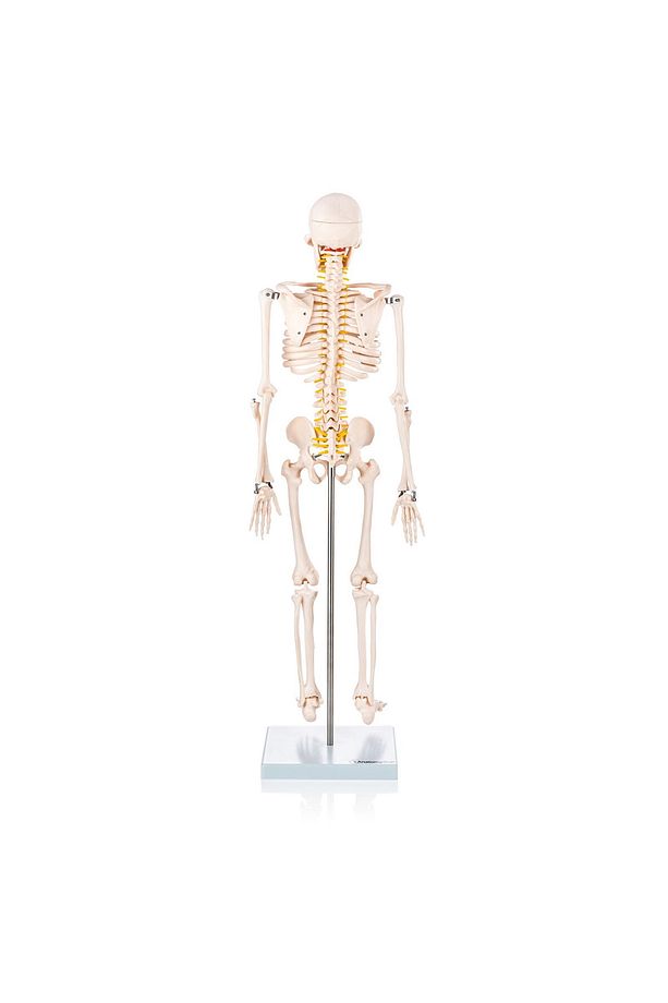 İnsan Iskeleti Modeli Spinal Sinirli 85 Cm - Iskelet Maketi - 4
