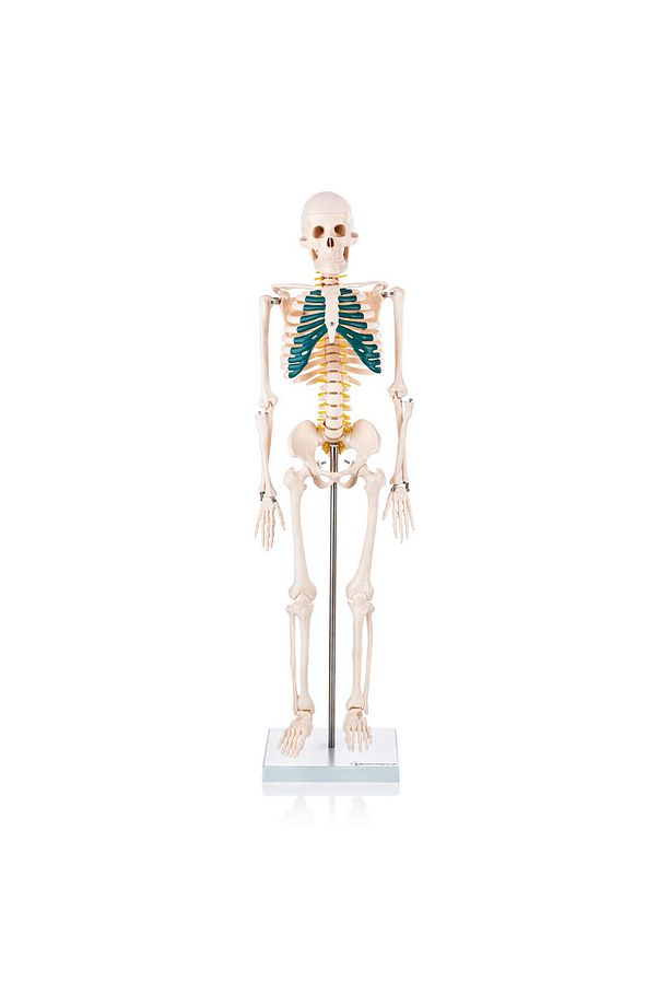 İnsan Iskeleti Modeli Spinal Sinirli 85 Cm - Iskelet Maketi - 1