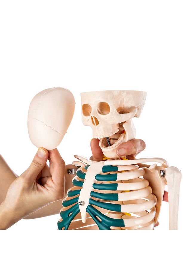 İnsan Iskeleti Modeli Spinal Sinirli 85 Cm - Iskelet Maketi - 2