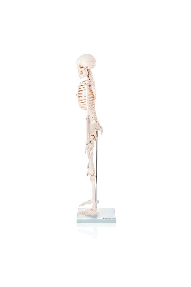Insan Iskeleti Modeli 85 Cm - Iskelet Maketi - 4