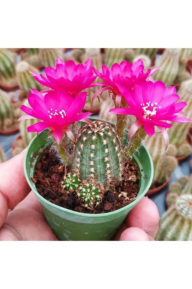 Chamaecereus Cv Violet, Koyu Pembe Çiçek Açan Kaktüs Sukulent - 3