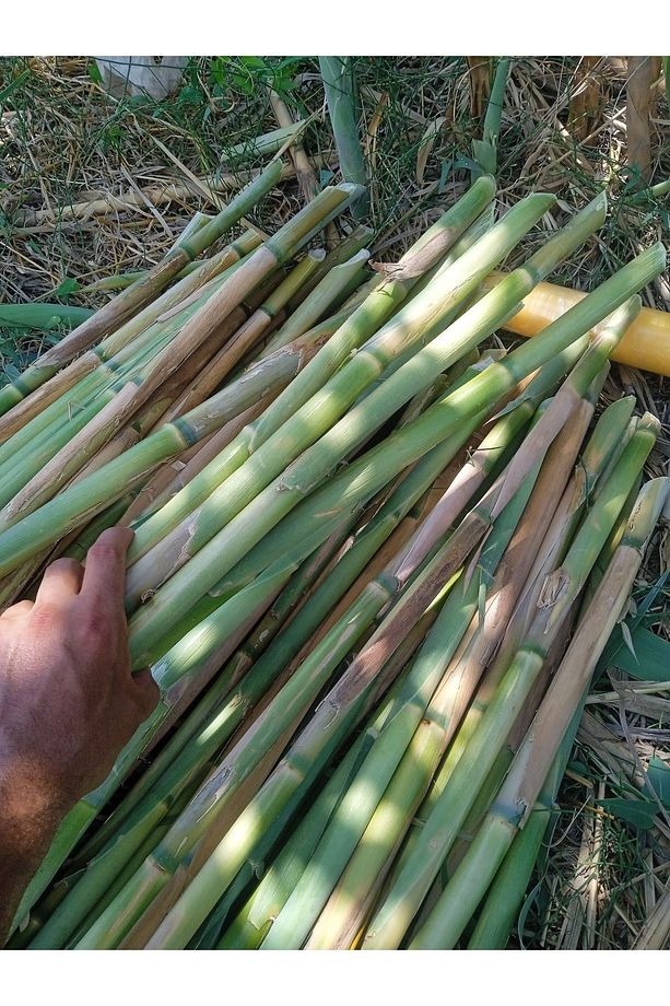 Kargı Kamış Bitki Destek Çubuğu 180-200 Cm 15 Adet Hobi Bahçesi - 3