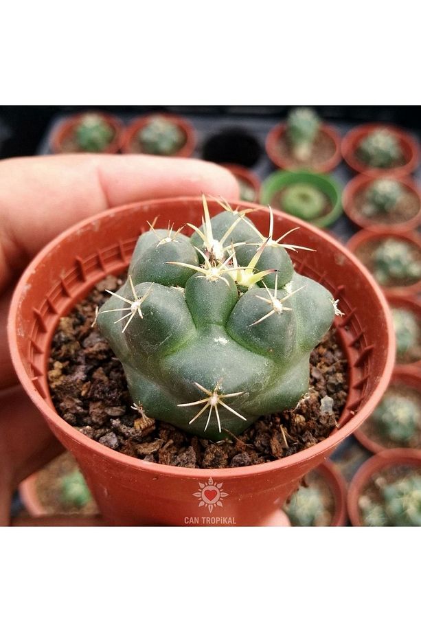 Coryphantha Elephantidens - Mor Renk Çiçek Açan Kaktüs Sukulent - 2