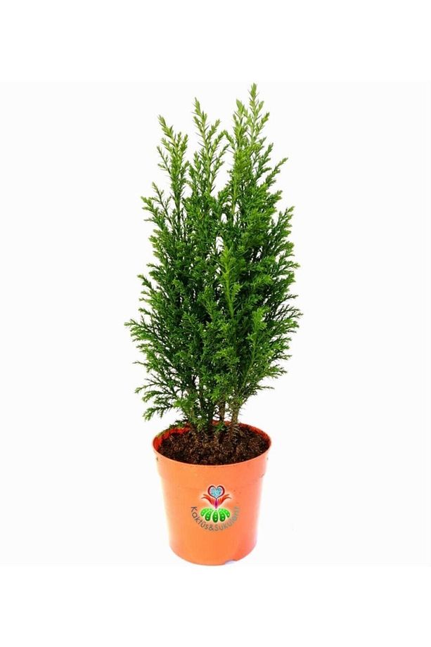 Mini Ev Çamı Salon Çamı Elwoodii Chamaecyparis 8 cm Saksı 20 cm Boy - 1