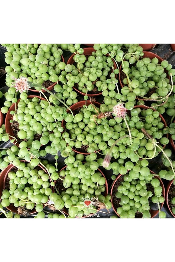 Senecio Rowleyanus Oval Boncuk Çiçeği Tespih Çiçeği Sukulent - 4