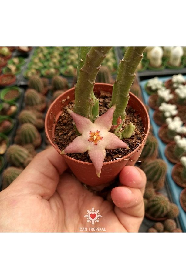 Stapelia Divaricata, Pembe Çiçek Açan Sukulent Leş Kaktüs - 1