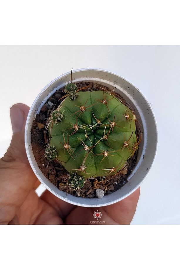 Lobivia Pembe Çiçekli Kaktüs Sukulent - 5